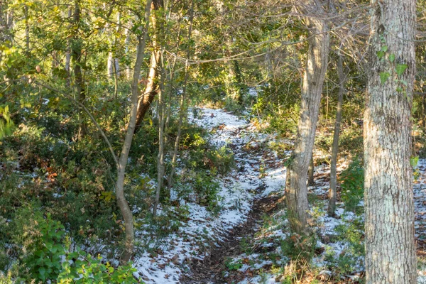 Landschaft Mit Schönen Natürlichen Bäumen Pflanzen Schnee Wald Berge Winter — Stockfoto