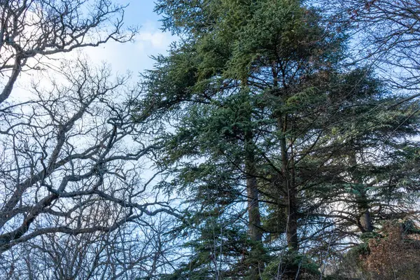 Schöne Natürliche Grüne Nadelbäume Wald Den Bergen Einem Guten Tag — Stockfoto