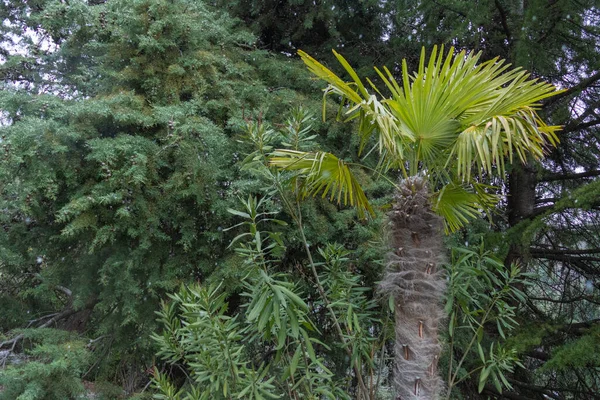 Plantas Bonitas Naturais Exóticas Frescas Verdes Palmeiras Nos Subtrópicos Bom — Fotografia de Stock