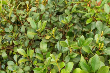 Güzel, doğal, taze, yeşil bitkiler güzel bir günde subtropikal bir bahçede yetişiyor.