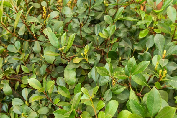 Güzel, doğal, taze, yeşil bitkiler güzel bir günde subtropikal bir bahçede yetişiyor.