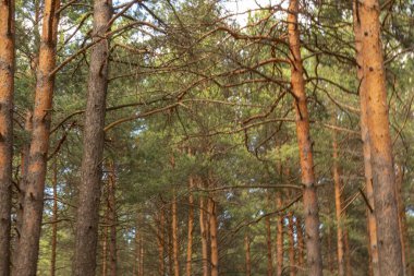 yeşil, doğal, kozalaklı, güzel ağaçlar taygada