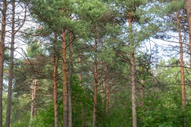 yeşil, doğal, kozalaklı, güzel ağaçlar taygada mavi gökyüzüne karşı