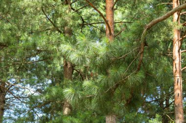 yeşil, doğal, kozalaklı, güzel ağaçlar taygada