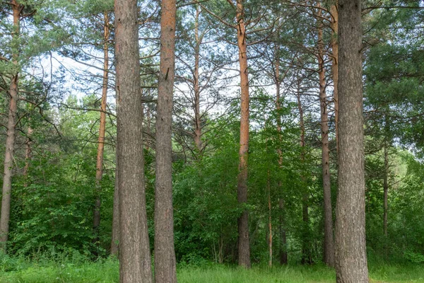 Πράσινα Φυσικά Κωνοφόρα Όμορφα Δέντρα Στην Τάιγκα Ενάντια Στον Γαλάζιο — Φωτογραφία Αρχείου