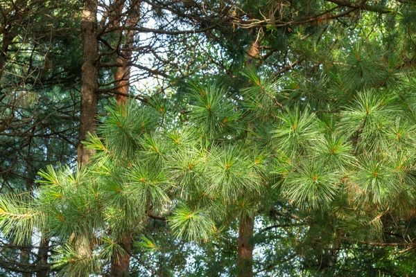 Grün Natürlich Nadelbäume Schöne Bäume Der Taiga — Stockfoto