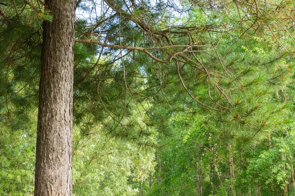 Árboles Verdes Naturales Coníferas Hermosos Taiga Contra Cielo Azul — Foto de Stock