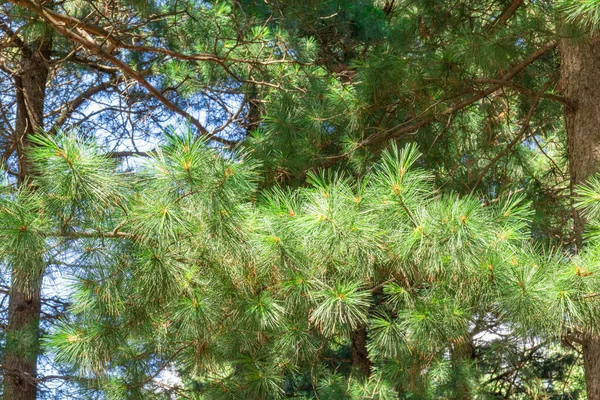 Grün Natürlich Nadelbäume Schöne Bäume Der Taiga — Stockfoto