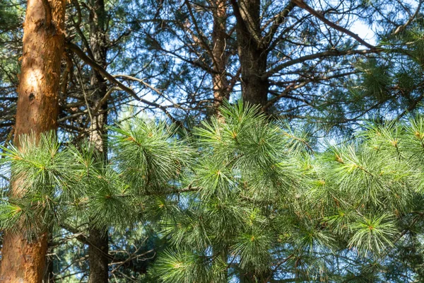 Grün Natürlich Nadelbäume Schöne Bäume Der Taiga Gegen Den Blauen — Stockfoto