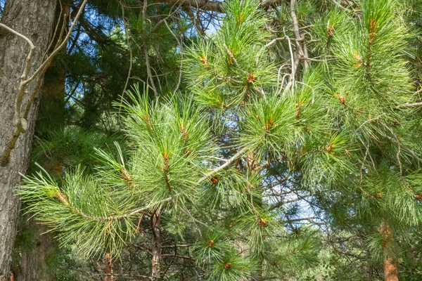 Groene Natuurlijke Naaldbomen Prachtige Bomen Taiga — Stockfoto
