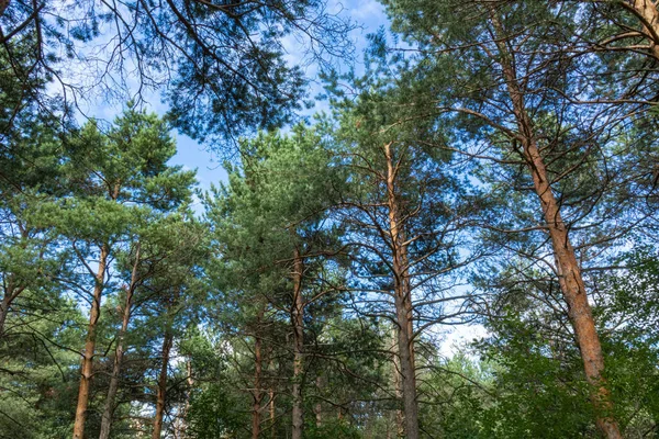 Árboles Verdes Naturales Coníferas Hermosos Taiga Contra Cielo Azul — Foto de Stock