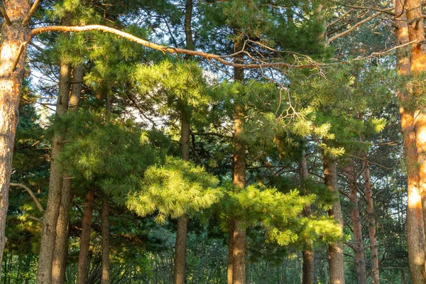 타이가에 아름답고 자연적 녹색이며 침엽수 — 스톡 사진