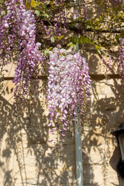 Bahar güneşinde solgun kumlu tuğla işçiliğine karşı açık mor salkımsı çiçek yarışları