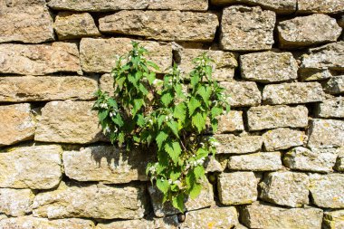 Ölü bir ısırgan otundan çoklu kökler Lamium albümünün taşların arasında duvarın yarısında görünür ilk beyaz çiçeklerle birlikte büyür.