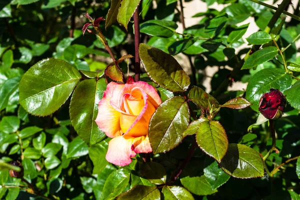 Halvöppnad Rosenknopp Med Gula Kronblad Med Rosa Kanter Omgivna Gröna — Stockfoto