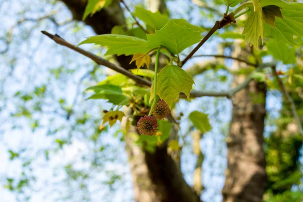 Dvojice Malých Kulovitých Květů Londýnském Stromě Platanus Acerifolia Ranými Listy — Stock fotografie