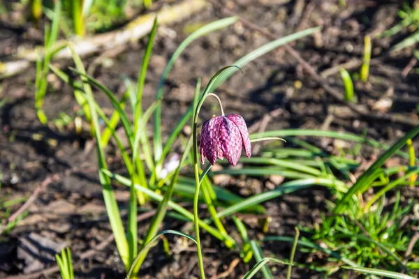 Oberstamm Und Blüte Einer Lila Schlange Fritillaria Meleagris Sonnenlicht Vor — Stockfoto