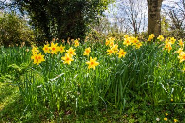 Sarı ve turuncu nergislerle dolu çimenli bir banka. Otların ve yabani çiçeklerin arasında büyüyen narsist birma.