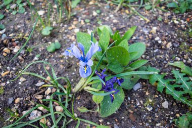 Bir açık mavi dwar süsen kuşu / pigme iris, Iris pumila, yanında biraz daha koyu buruşuk bir çiçek tarhında.