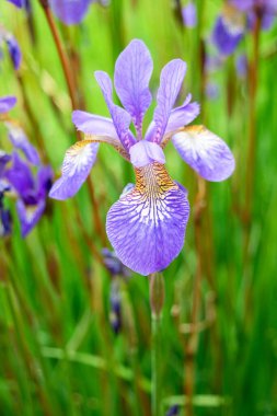 Portatif görünümlü tek bir mor sakalsız Iris çiçeği, yeşil ve diğer mor çiçeklerin bulanık arka planına karşı.