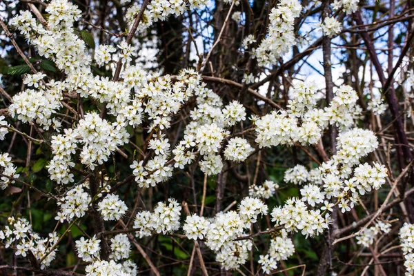 Ramos Entrelaçados Espinheiro Preto Prunus Spinosa Uma Sebe Com Uma — Fotografia de Stock