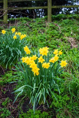 Devizes Wiltshire 'daki Kennet ve Avon kanallarının yanındaki ekilmemiş bir bankada büyüyen bir grup yabani nergis narsisleri.