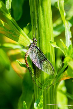 Nehir kenarındaki bitki örtüsünde dinlenen bir mayıs sineği. Kanatları ışığı ve kuyruğu yakalayıp uzaklaşıyor.