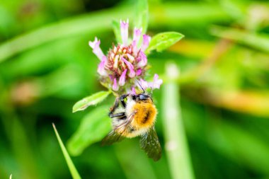 Yaygın bir kart arısı, Bombus Pascuorum, Kırmızı Yonca 'nın çiçeğinden elde edilen nektarla besleniyor, Trifolium pratense.