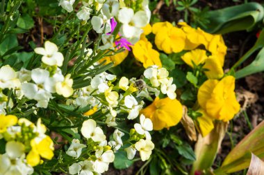 Küllü bir maden arısı Andrena Sineraria karışık bir çiçek tarhında çiçeklerle besleniyor.