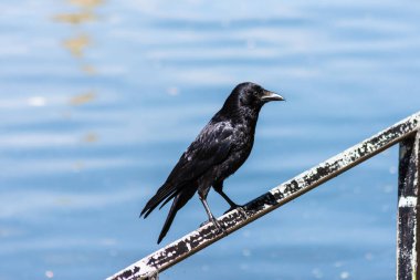 Parlak, siyah bir Carrion Crow Corvus koronu. Parlak alarm gözleri, Bath şehrindeki Avon nehrinin yanındaki parmaklıklara tünemiş..