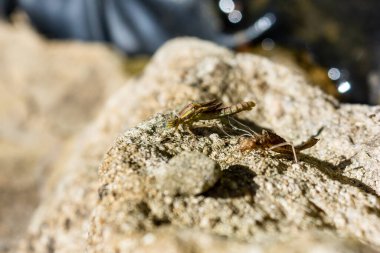  Büyük kırmızı bir kızböceği Pyrrhosoma nymphula, soluk borusunun beyaz iplikçikleriyle perinin çıkışından tamamen çıkarıldı. 10 'da 7' si seri olarak görülebiliyor.