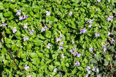 Şubat ayında yeşil yapraklara karşı açık mavi çiçekli Aubretia bankasının yakın görüntüsü