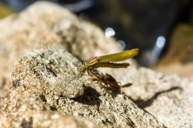  Geniş kırmızı bir kızböceği Pyrrhosoma nymphula tam boy kanatları ile yeni ortaya çıktı ama 10 seriden 9 'u kısmen sıkıştırıldı.