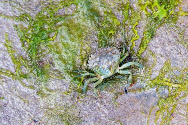 2 tonluk alışılmadık bir yengeç, karsinüs maenası, alçak gelgitte kayaların etrafında ıslak yosunların üzerinde hareket ediyor. Lyme Regis.