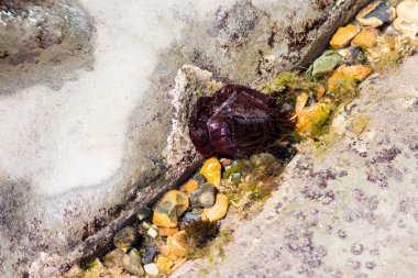 Bir boncuk şakayığı, Actinia equina, bir kayanın egsesinde, dokunaçları sadece kalan suda görülebilir (Lyme Regis)