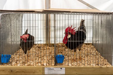 14 Eylül 2019 'da Frome Cheese' deki tavuk ve yumurta çadırında bir horoz ve tavuk sergileniyor.