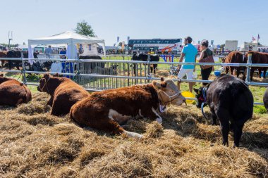Bir Hereford ineği 14 Eylül 2019 'da Frome Cheese fuarındaki çiftlik hayvanlarının bulunduğu alanda samanların üzerine düştü.