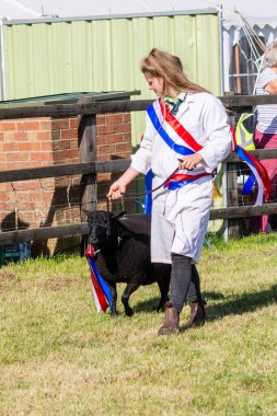 Büyük çiftlik hayvanları geçidi 14 Eylül 2019 'da Frome Peynir Gösterisi' nde büyük şampiyon koyunlar tarafından yönetiliyor.