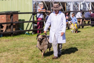 14 Eylül 2019 'da Frome Chees Show' daki büyük çiftlik hayvanlarının geçit töreninde koyun besleyen gururlu bir teşhirci.