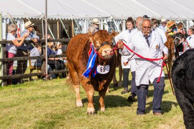 14 Eylül 2019 'da Frome Peynir Fuarı' nda büyük bir çiftlik hayvanı geçidinde markalarını taşıyan bir Limousin et hayvanı.