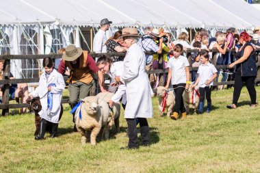 14 Eylül 2019 tarihli Frome Peynir Fuarı 'ndaki büyük çiftlik hayvanı geçidi için arenada farklı koyun türleri ve kazanan rosetler kullanılıyor.