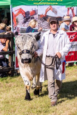 14 Eylül 2019 'da Frome Peynir Şovu' nda büyük bir çiftlik hayvanı geçit töreninde İngiliz beyazının liderliğinde bir boğa.