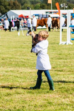 Genç bir idareci, 14 Eylül 2019 tarihli Frome Peynir Gösterisi 'ndeki büyük çiftlik hayvanı geçidinde güzel yürümeyen bir cüce keçi taşıyor.