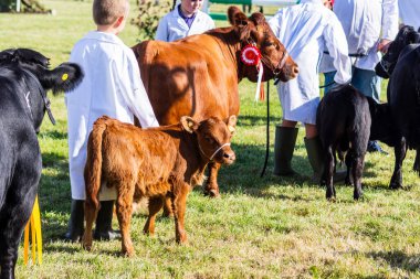 14 Eylül 2019 'da Frome Cheese Show' da iki genç antrenör, kemerinde bir rosetle bir kızıl Dexter ineğini ve onu takip eden buzağısını yönetiyor.