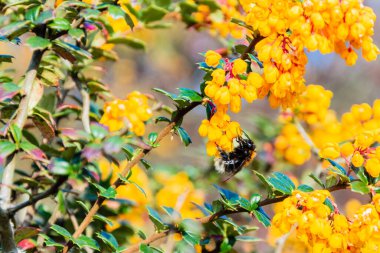 Ağaç arısı Bombası 'nın hipnozu Darwin Barberry Berberis Darwinii çalılarının çiçekleri üzerinde