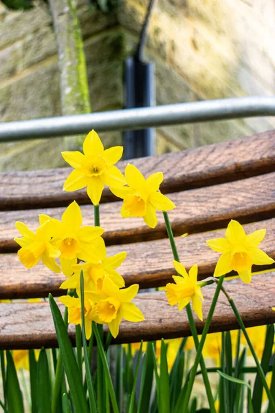 Racimo Narcisos Narcisos Cabezas Flores Sobre Fondo Cerradas Barandillas Madera —  Fotos de Stock