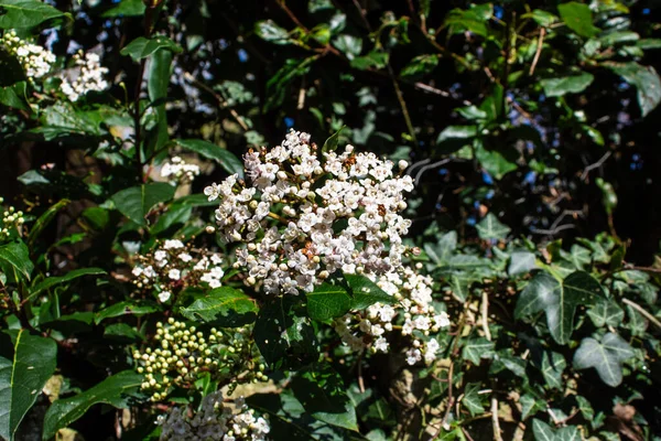 Цветы Кустарника Viburnum Tinus Gwenllian Цветут Феврале Конце Зимы Великобритании — стоковое фото