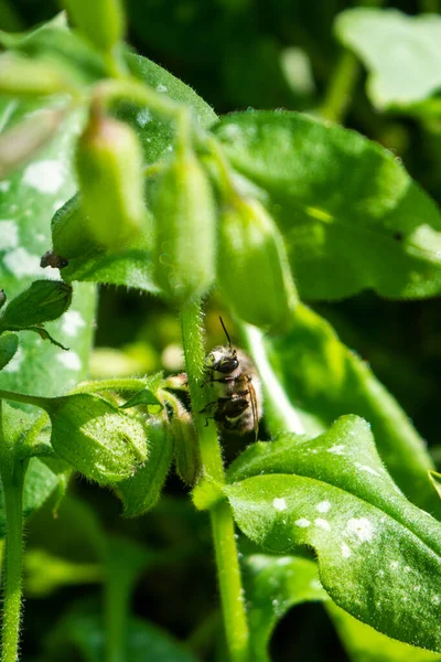 Ashy Těžební Včela Andrena Cineraria Odpočívající Stonku Plicní Wort Pulmonaria — Stock fotografie