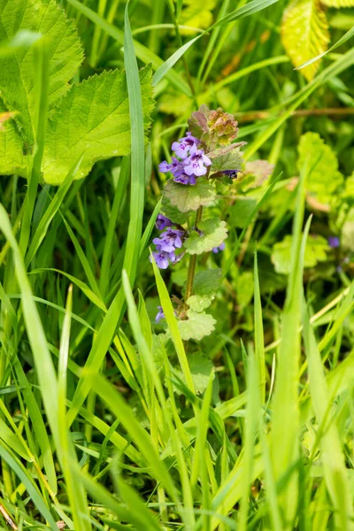 A single stalk of ground ivy Glechoma hederacea growing among brades of grass on an unmown verge