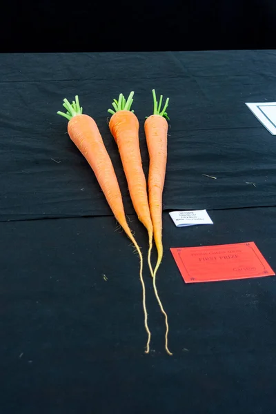 First Prize Exhibit Class 187 Long Carrots Horticulture Tent Frome — Stock Photo, Image